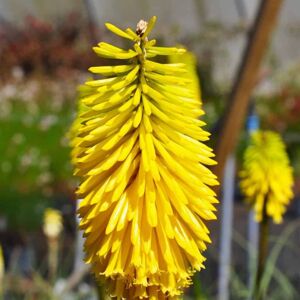 Kniphofia 'Bees' Lemon' ---